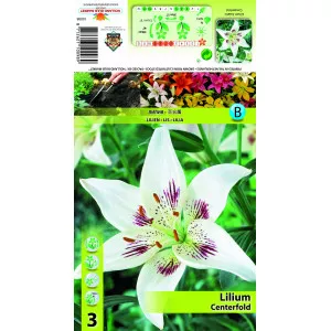 Ázsiai Liliom Centerfold