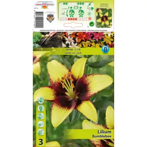 Ázsiai Liliom Bumblebee
