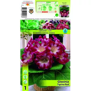 Gloxínia, piros
