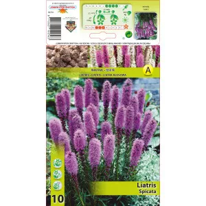 Fűzéres Díszcsorba (Liatris Spicata), rózsaszín