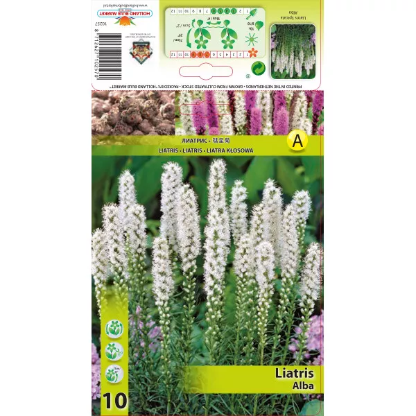 Fűzéres Díszcsorba (Liatris Spicata), fehér Fűzéres Díszcsorba (Liatris Spicata), fehér