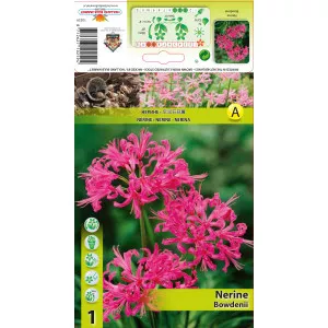 Csillogó Pirosliliom (Nerine Bowdenii), rózsaszín