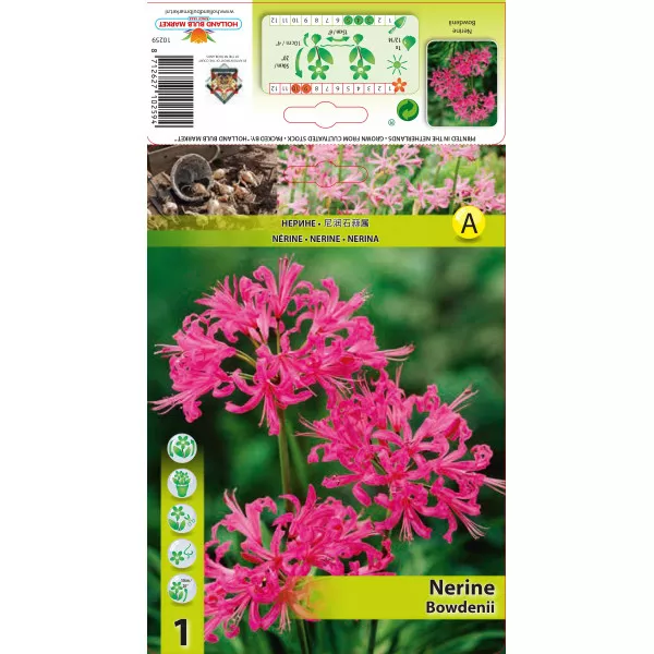 Csillogó Pirosliliom (Nerine Bowdenii), rózsaszín