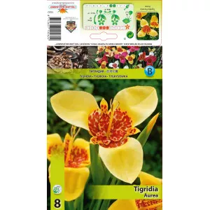 Pávaliliom Aurea