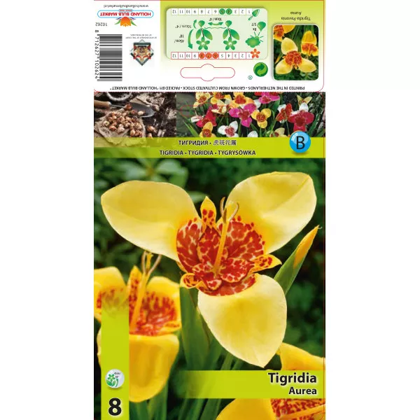 Pávaliliom Aurea Pávaliliom Aurea