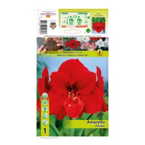 Szobaliliom (Amaryllis) Ferrari