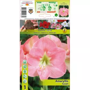 Szobaliliom (Amaryllis) Susan
