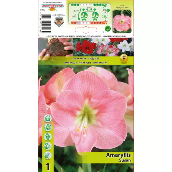 Szobaliliom (Amaryllis) Susan Szobaliliom (Amaryllis) Susan