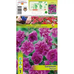 Angol Muskátli (Geranium) Plenum