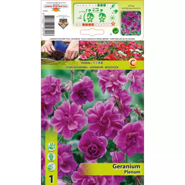 Angol Muskátli (Geranium) Plenum