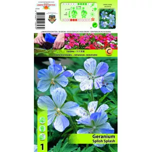 Angol Muskátli (Geranium) Splish Splash