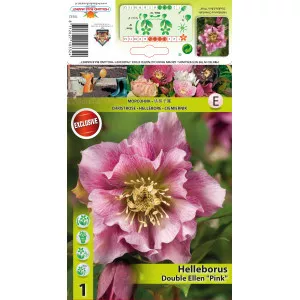 Hunyor (Helleborus) Double Ellen, rózsaszín