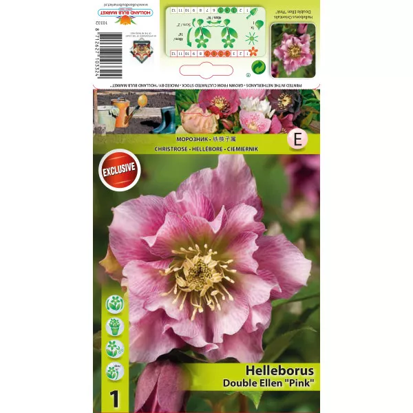 Hunyor (Helleborus) Double Ellen, rózsaszín