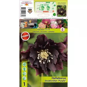 Hunyor (Helleborus) Double Ellen, lila