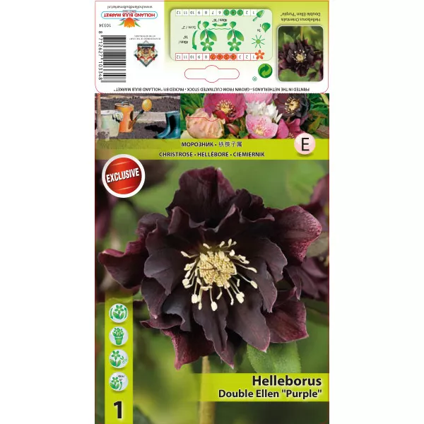 Hunyor (Helleborus) Double Ellen, lila
