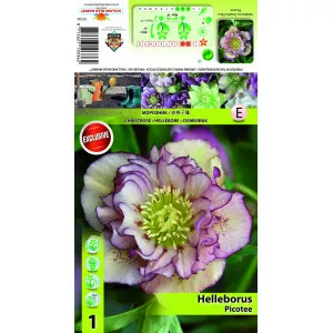Hunyor (Helleborus) Double Ellen Picotee