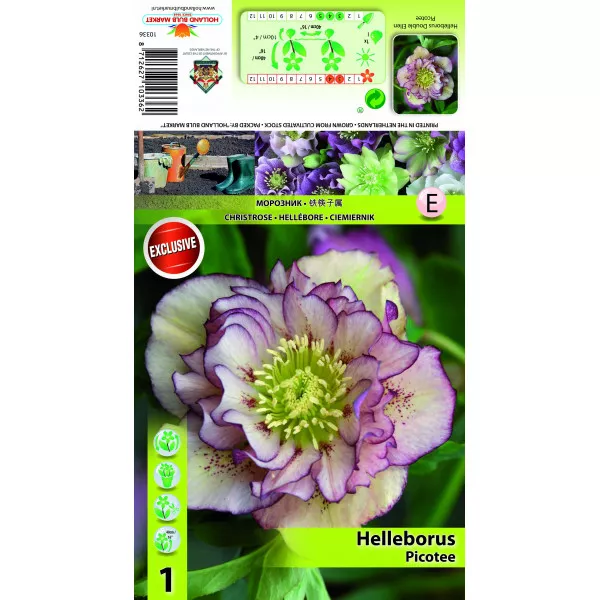 Hunyor (Helleborus) Double Ellen Picotee