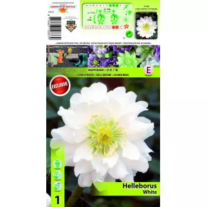 Hunyor (Helleborus) Double Ellen, fehér