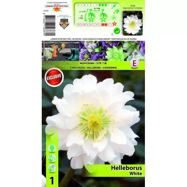 Hunyor (Helleborus) Double Ellen, fehér