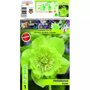 Hunyor (Helleborus) Double Ellen, zöld
