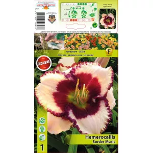 Sásliliom (Hemerocallis) Border Music
