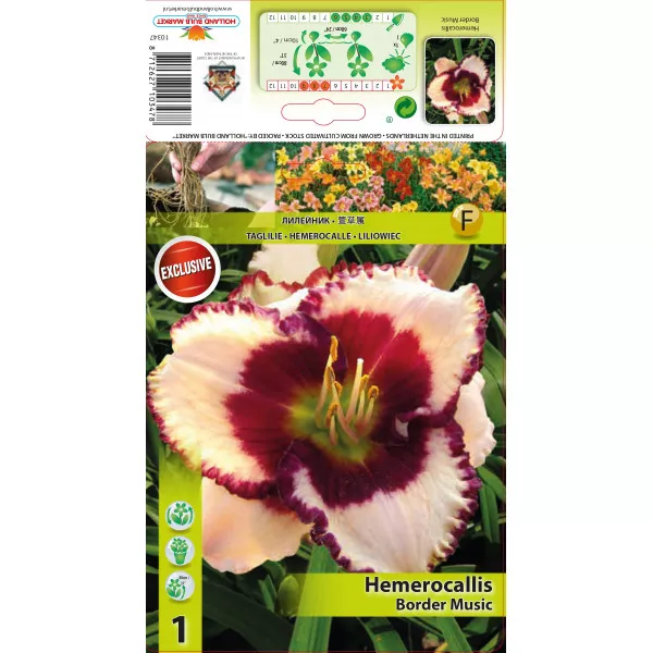 Sásliliom (Hemerocallis) Border Music