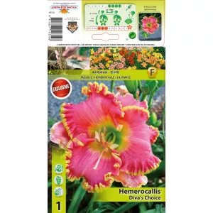 Sásliliom (Hemerocallis) Diva's Choice