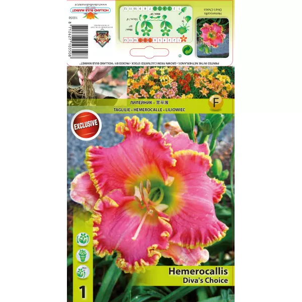 Sásliliom (Hemerocallis) Diva's Choice