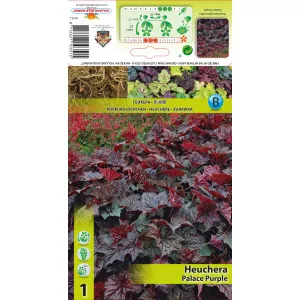 Tűzgyöngyvirág (Heuchera) Palace Purple