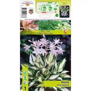 Árnyékliliom (Hosta) Fire and Ice