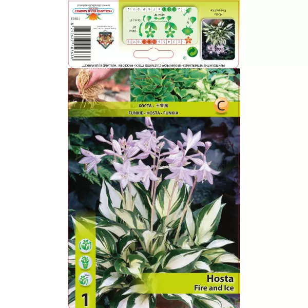 Árnyékliliom (Hosta) Fire and Ice