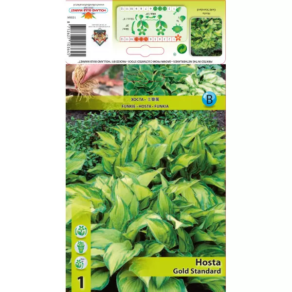 Árnyékliliom (Hosta) Gold Standard