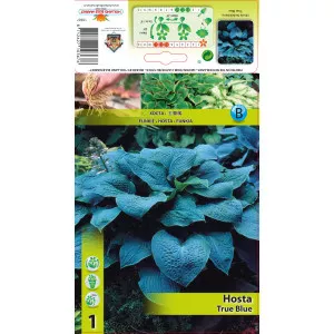 Árnyékliliom (Hosta) True Blue