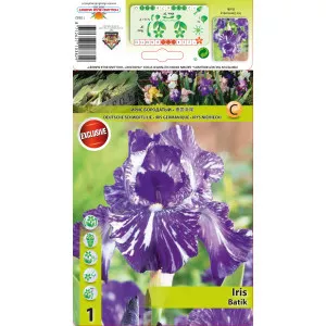 Kerti Nőszirom (Iris germanica) Batik