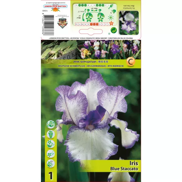 Kerti Nőszirom (Iris germanica) Blue Staccato Kerti Nőszirom (Iris germanica) Blue Staccato