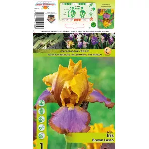 Kerti Nőszirom (Iris germanica) Brown Lasso
