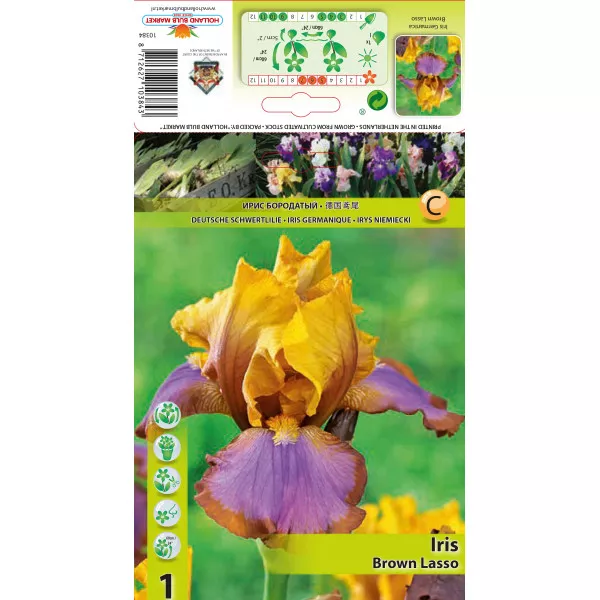 Kerti Nőszirom (Iris germanica) Brown Lasso