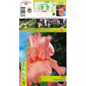 Kerti Nőszirom (Iris germanica) Pink Tafette