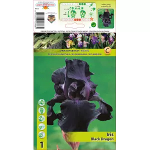 Kerti Nőszirom (Iris germanica) Black Dragon