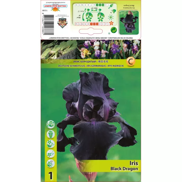 Kerti Nőszirom (Iris germanica) Black Dragon