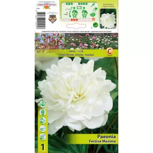 Bazsarózsa Festiva Maxima
