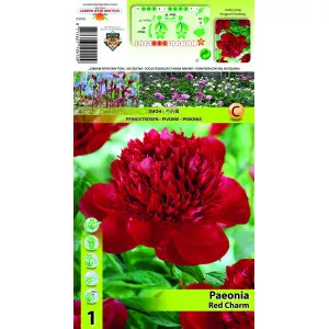 Bazsarózsa Red Charm