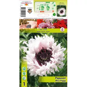 Kerti Mák (Papaver) Miss Piggy Ruffles