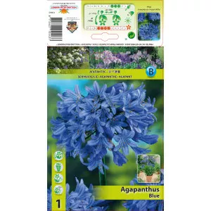 Szerelemvirág (Agapanthus), kék