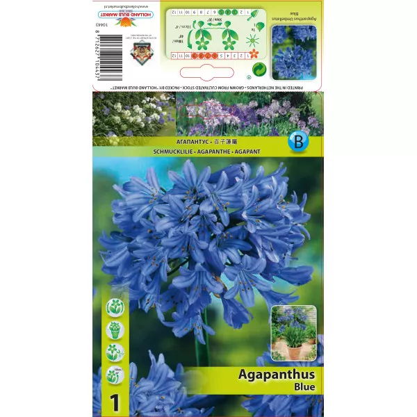 Szerelemvirág (Agapanthus), kék