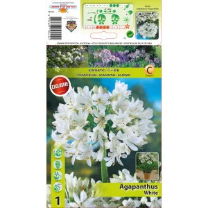 Szerelemvirág (Agapanthus), fehér