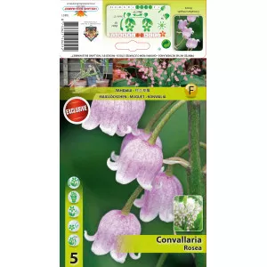 Gyöngyvirág (Convallaria Majalis), rózsaszín
