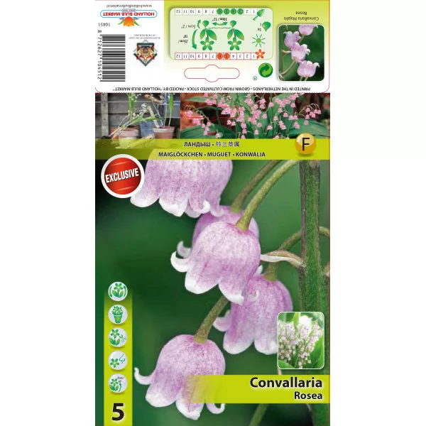 Gyöngyvirág (Convallaria Majalis), rózsaszín Gyöngyvirág (Convallaria Majalis), rózsaszín