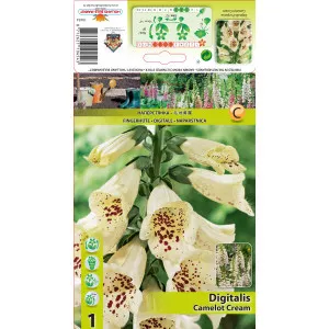 Gyűszűvirág (Digitalis) Camelot Cream