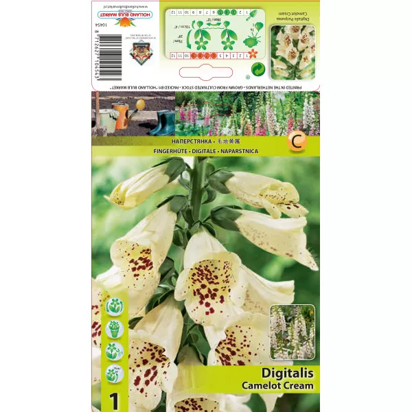 Gyűszűvirág (Digitalis) Camelot Cream